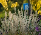 2020 09 19 LongFellowGardens 017